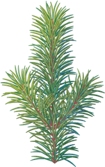 Download Pine Tree Branch - Western Yew Png