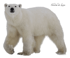 Polar Bear Png