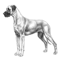 Fci Great Dane Png Image With No - Great Dane Sketches