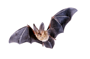 Bat Png Clipart