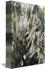 Florida Wind Through Spanish Moss - Willow Png