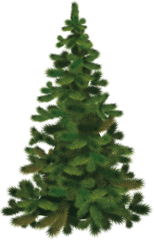 Pine Tree Evergreen Clip Art Png Transparent Background