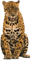 Png Images Transparent Background - Jaguar Png Transparent