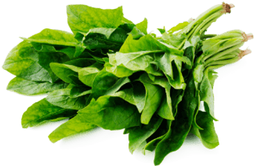 Fresh - Grownenglishspinachsupplierswholesalershydro Spinach Png