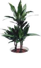 Tropical Ornamental Plants - Houseplant Full Size Png Houseplant