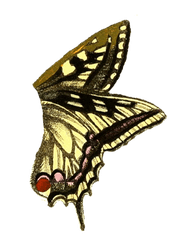 Butterfly Wings Transparent Background - Frog With Butterflies Wings Png