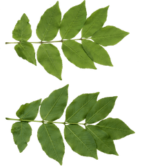 Leaf Png Free Download For Designing - Tree Leaf Free Png