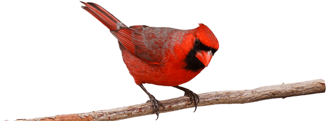 Cardinal - Northern Cardinal - Free PNG