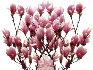 Magnolia Png Transparent Image - Magnolia Tulip Flower Clipart