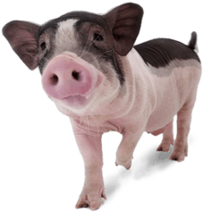 Pigs U2013 Continental Veterinaria Png