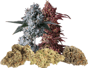 Marijuana Flower - Language Png