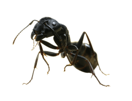 Ant PNG File HD