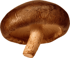 Mushroom Png Image