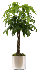 Download Hd Potted Tropical Plants Png - Money Tree Plant Png