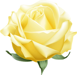 Yellow Open Rose Png Clipart Em 2020 - Pink Open Rose Png