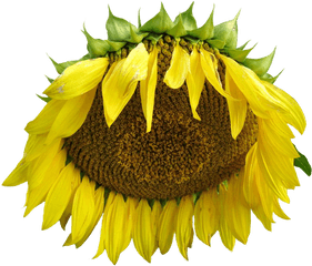 Transparent Flower Tumblr - Sunflower Png