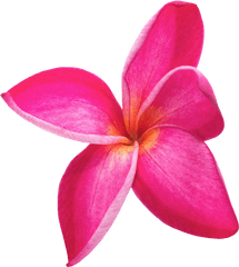 Rose Hd Png Image Free Picture Download Transparent - Flor Lilo Y Stitch