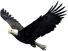 Eagle Png Image Download