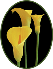 Calla Lilies - Yellow On Black Tshirt Yellow And Black Lilies Png