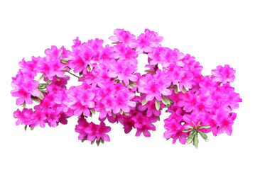 Azalea Png 3 Image - Azalea Png