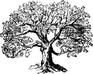 Download Hd Markdown Formatted Outlines - Oak Tree Tree Outline Png