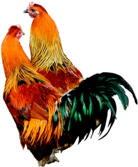 Rooster Png Images - Cock Hen Png