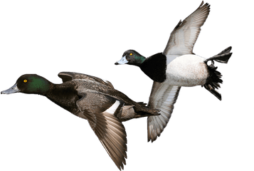 Green Duck - Ducks Png