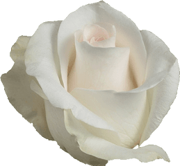 Akito - White Rose Png