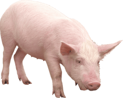 Pink Pig Png Image