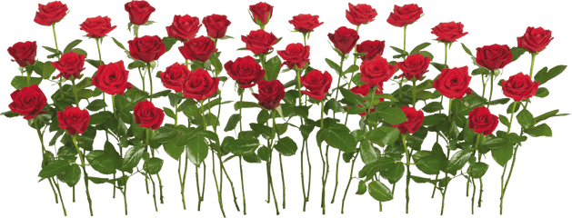 Download Red Rose Png Image For Free - Roses In The Garden Clipart