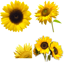 Girasol Imagen Png Transparente - Sunflower Png Transparent