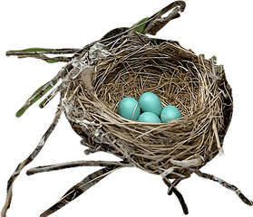 Bird - Robin Bird Nest Transparent Png