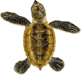 Hawksbill U2014 Upwell - Hawksbill Sea Green Turtle Transparent Png