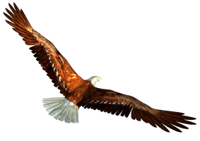 Eagle Png Image Download