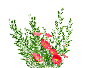 Download Garden Png Background Image - Png Format Real Flower Png