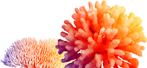Coral Png Hd - Ocean Coral Transparent Background