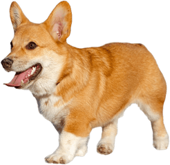 Corgi Transparent Png - Transparent Pembroke Welsh Corgi Png