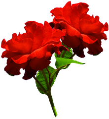 Beautiful Free Rose Clipart - Two Png