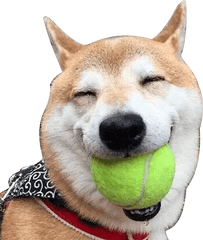 Download Hd Clip Royalty Free Library - Dog Laughing Png