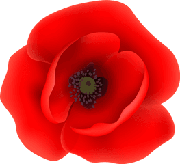 Png Poppy Flower Clip Art Transparent Clipart