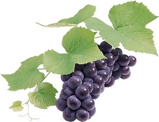 Grapes Png Hd - Grape Seed Png