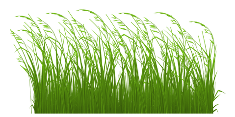 Grass Clipart Royalty Free Library - Transparent Tall Grass Clipart Png