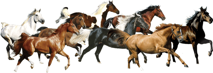 7 White Horse Images - White Horse Running Png