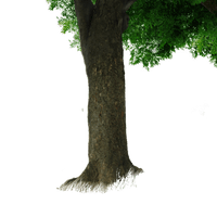 Tree Trunk Free Download PNG HQ