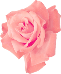 6 Pink Rose - Transparent Pink Flower Png