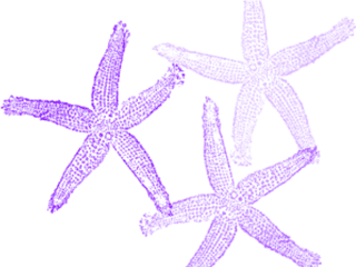 Lavender Clipart Starfish - Transparent Background Mermaid Png Clipart