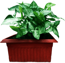 Decoration Plant With Flower Pot - Houseplant Png