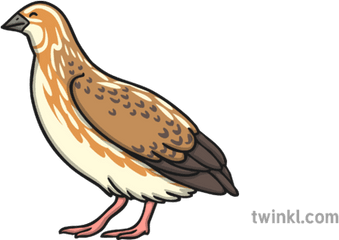 Quail 2 Illustration - Quail Illustration Png