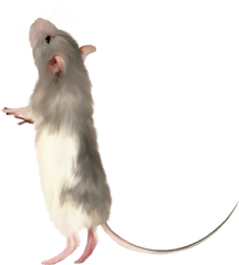 Picture - Transparent Background Mice Png