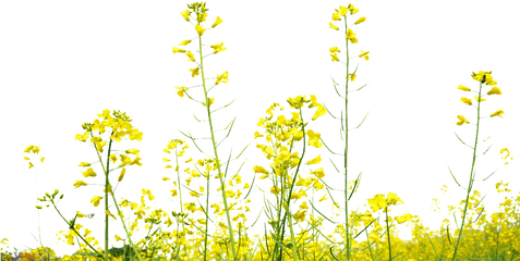 Rapeseed Flower Field Transparent - Transparent Field Flowers Png